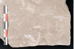 Foto (Detailansicht) von Dictyopteris brongniarti Gutb. (NHMW-GEO-2024-0188-10781)